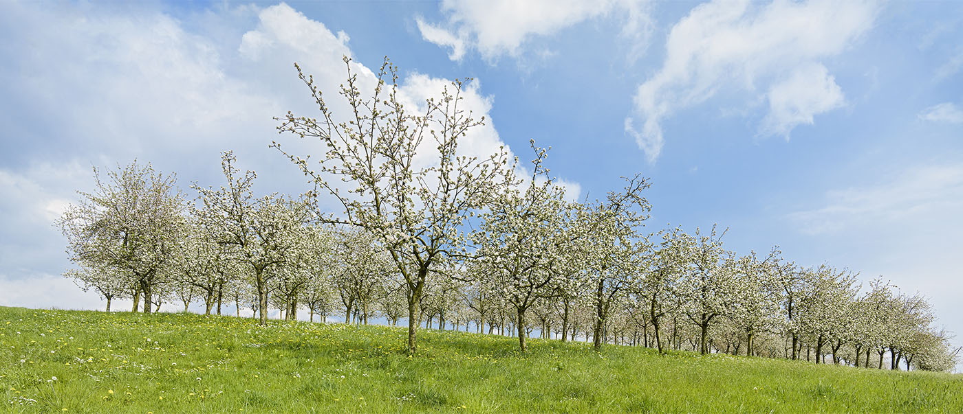 Apfelplantage bei Backnang-Unterschöntal