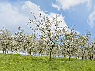 Apfelplantage bei Backnang-Unterschöntal