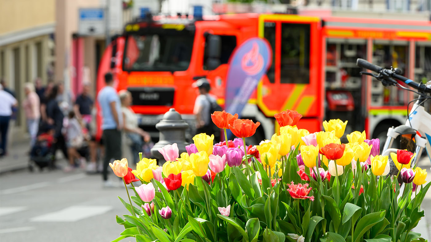 Tulpenfrühling