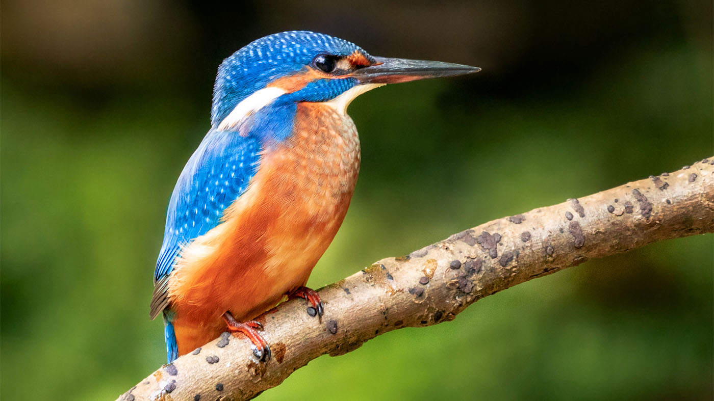 Der farbenfrohe Eisvogel ist im Naturpark Schwäbisch-Fränkischer Wald zu Hause