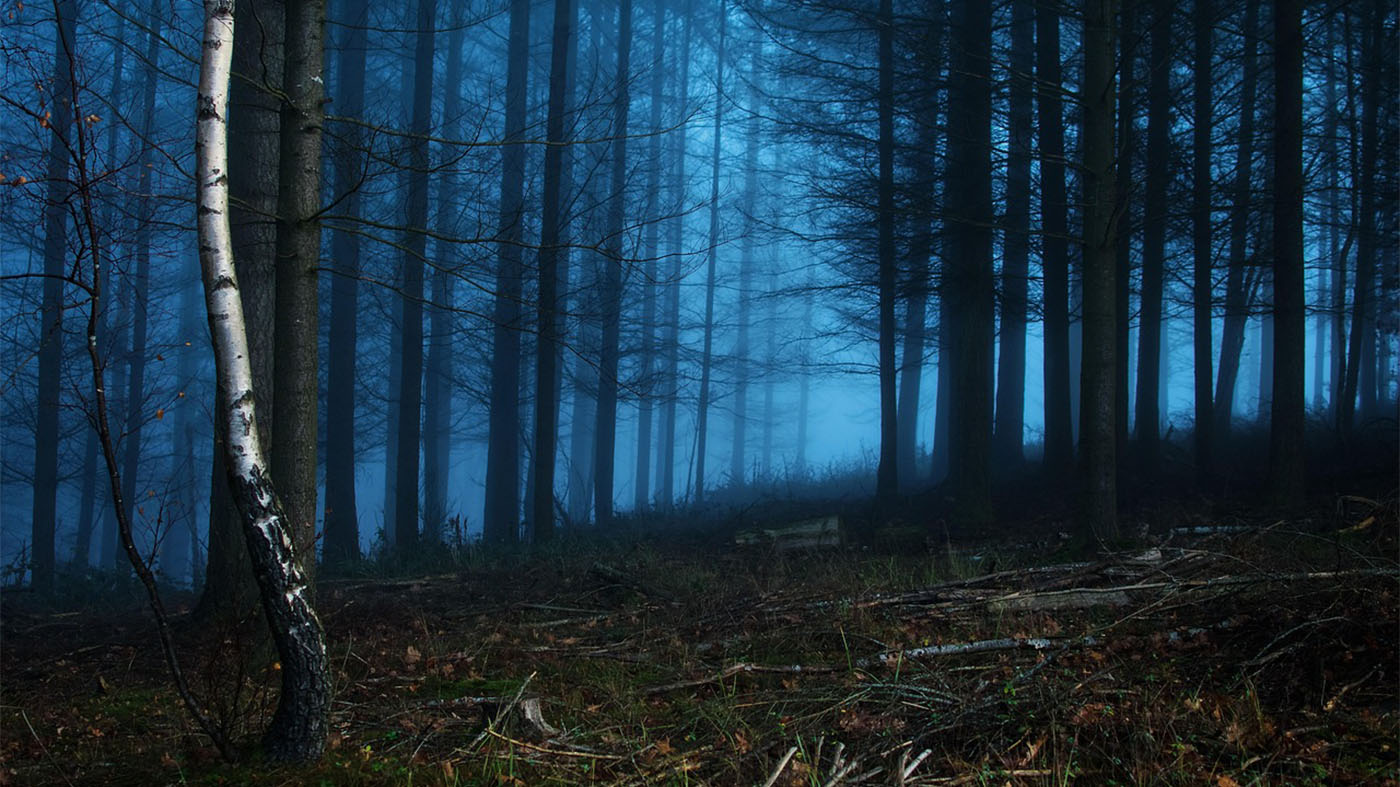 Forest | © Susanne Brom