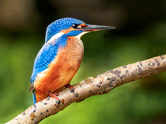 Der farbenfrohe Eisvogel ist im Naturpark Schwäbisch-Fränkischer Wald zu Hause
