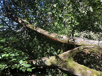 Zerstörter Wald | © Elke Büttner