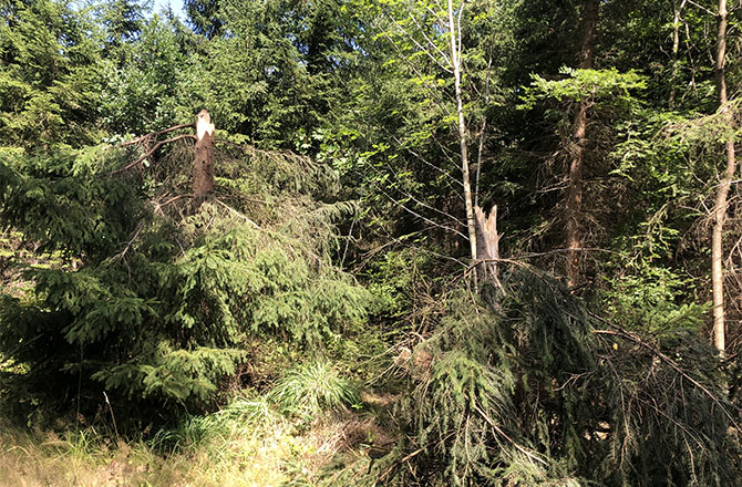 Zerstörter Wald | © Elke Büttner