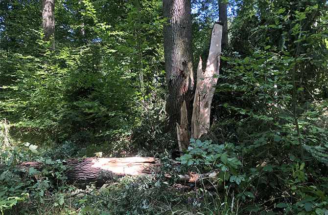 Zerstörter Wald | © Elke Büttner